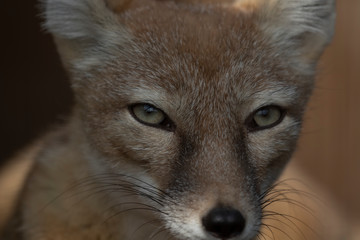 Corsac Fox, Vulpes corsac, close up portrait of facial expression detail and long characteristic ears taken during a sunny summers day in shadow.