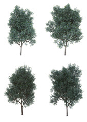 Fototapeta premium Silver wattle tree in summer season Isolated on white background with clipping path , 3d illustration