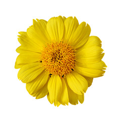 Beautiful yellow flower isolated on a white background