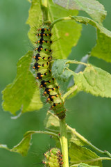Emperor Moth - Saturnia pavonia, beautiful rare moth from European forests and woodlands, Czech Republic.