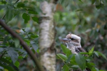 Kookaburra, Dacelo, large kingfisher perched on tree stump seen through leaves with green background during a sunny summers day.