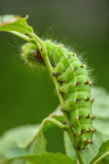 Emperor Moth - Saturnia pavonia, beautiful rare moth from European forests and woodlands, Czech Republic.