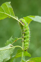 Emperor Moth - Saturnia pavonia, beautiful rare moth from European forests and woodlands, Czech Republic.
