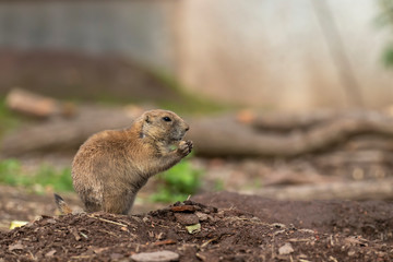 Naklejka na ściany i meble Prairie dogs, Cynomys, in group and individuals close up portraits displaying typical behaviour during a sunny summers day.