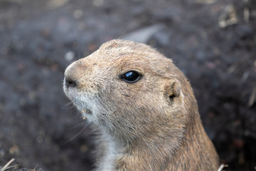 Prairie dogs, Cynomys, in group and individuals close up portraits displaying typical behaviour during a sunny summers day.