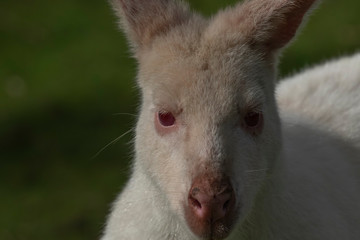 Fototapeta premium albino wallaby, Macropodidae, close up portrait with facial and body detail during a sunny day in summer.