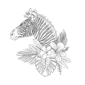 Zebra with tropical flowers hand drawn sketch. Striped African animal in palm, monstera leaves vector illustration. Blooming Hibiscus, Frangipani, Strelitzia. Exotic flora, fauna coloring book