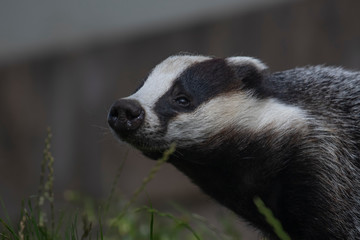 European Badger, Meles meles, close up portrait with facial detail and grass background during a sunny summers day. 