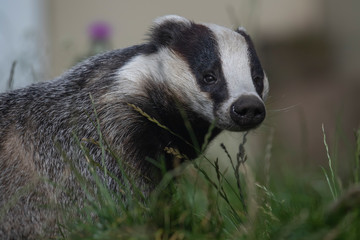 European Badger, Meles meles, close up portrait with facial detail and grass background during a sunny summers day. 
