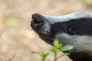 European Badger, Meles meles, close up portrait with facial detail and grass background during a sunny summers day. 