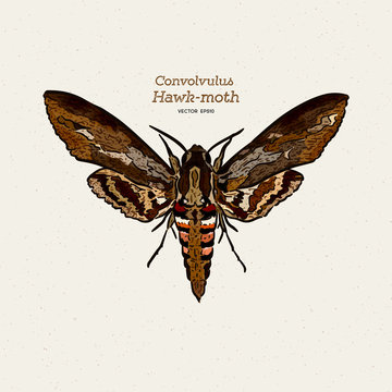 Agrius convolvuli, the convolvulus hawk-moth is a large hawk-moth. hand draw sketch vector.