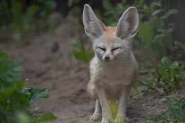 Fennec fox, Vulpes zerda, close up portrait of face and large ears while sitting looking away during a bright summers day.