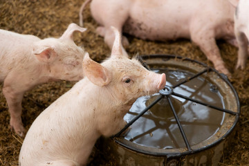 Cute newborn piglet in organic rural farm agricultural. Livestock industry concept.