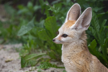 Fennec fox, Vulpes zerda, close up portrait of face and large ears while sitting looking away during a bright summers day.
