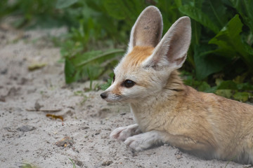 Fennec fox, Vulpes zerda, close up portrait of face and large ears while sitting looking away during a bright summers day.