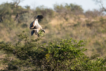 A White-Backed Vulture landing with branches to build a nest, South Africa.