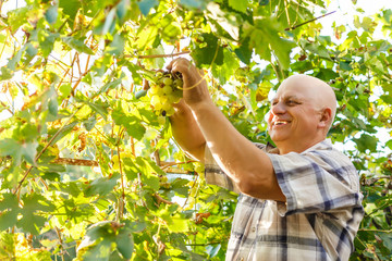 Adult Man Harvesting Grapes in the Vineyard