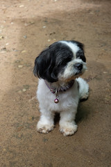 Shih Tzu  dog​  have​ long hairs at​ her​ face​ make​ her​ don't​ see​ anything.​ Shih Tzu​ dog​ she very​ shy​ she​ don't​ want​ to​ look​ at​ camera.  Shih​ Tzu​ dag  white​ and​ black​ color​s.