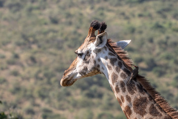 A giraffe with an ox-pecker bird perched on its neck. 