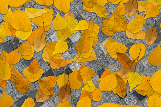 Autumn Yellow Leaves on Gray Old Stone Pavement Top View © ange1011