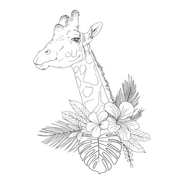 Giraffe head with flowers hand drawn sketch. African animal with camouflage spots black ink illustration. Herbivore mammal with blooming Hibiscus, palm leaves monochrome engraving for coloring book