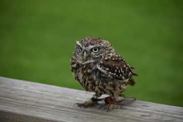 little owl on a bench