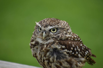 portrait of a little owl