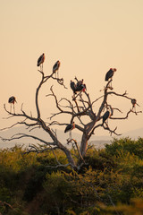 A group of Marabou Storks perched in and flying around a dead tree in South Africa.