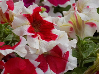 blooming petunias, beautiful flowers, a riot of bright colors