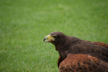 portrait of an raptor