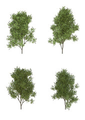 Obraz premium Silver wattle tree in fall season Isolated on white background with clipping path , 3d illustration