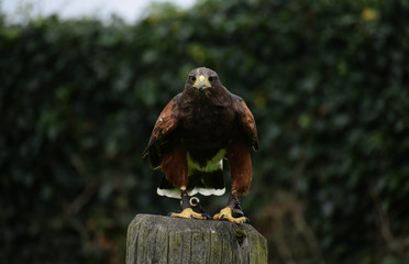 harris hawk staring at you