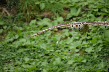 eurasian eagle owl in flight