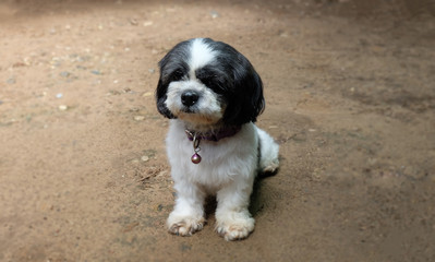 Shih Tzu  dog​  have​ long hairs at​ her​ face​ make​ her​ don't​ see​ anything.​ Shih Tzu​ dog​ she very​ shy​ she​ don't​ want​ to​ look​ at​ camera.  Shih​ Tzu​ dag  white​ and​ black​ color​s.
