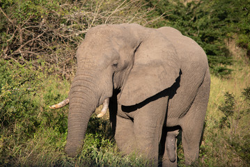 An African Elephant feeding in the wild, South Africa.