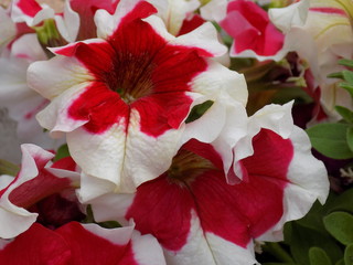 blooming petunias, beautiful flowers, a riot of bright colors
