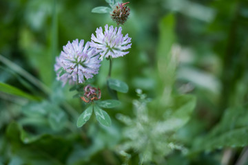 Fleurs et nature de montagne en été