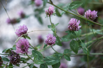 Fleurs et nature de montagne en été