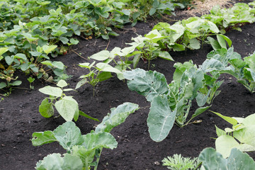 Rows of eco cabbage seedlings in spring garden