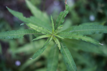 Fleurs et nature de montagne en été