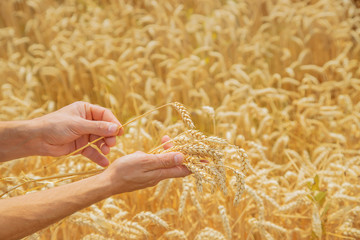 A man with spikelets of wheat in his hands. Selective focus.