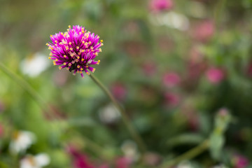 Fleurs et nature de montagne en &eacute;t&eacute;