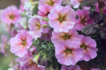 Fleurs et nature de montagne en &eacute;t&eacute;