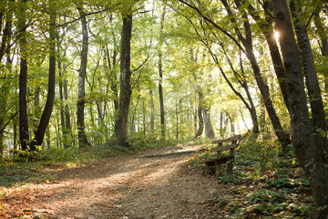 Tranquil morning in a forest, footpath and a single wooden bench.