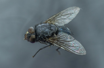 Housefly - Musca domestica close-up macro view while flying in smoke on head eyes and body with outstretched wings in the air on dark background.