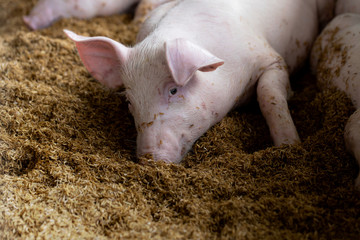 Cute pig lying on floor  in organic rural farm agricultural. Livestock industry