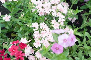 Dianthus pink flowers in summer garden closeup