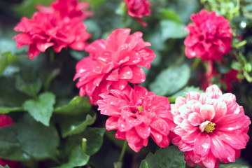 Fleurs et nature de montagne en été