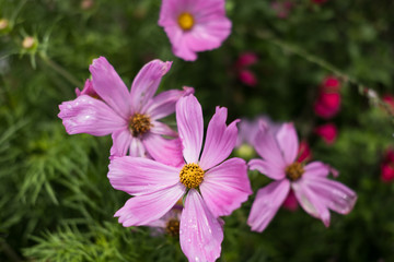 Fleurs et nature de montagne en été