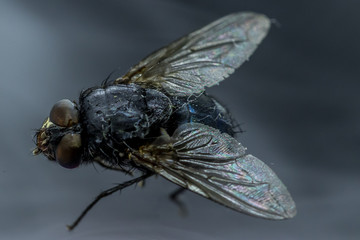 Housefly - Musca domestica close-up macro view while flying in smoke on head eyes and body with outstretched wings in the air on dark background.